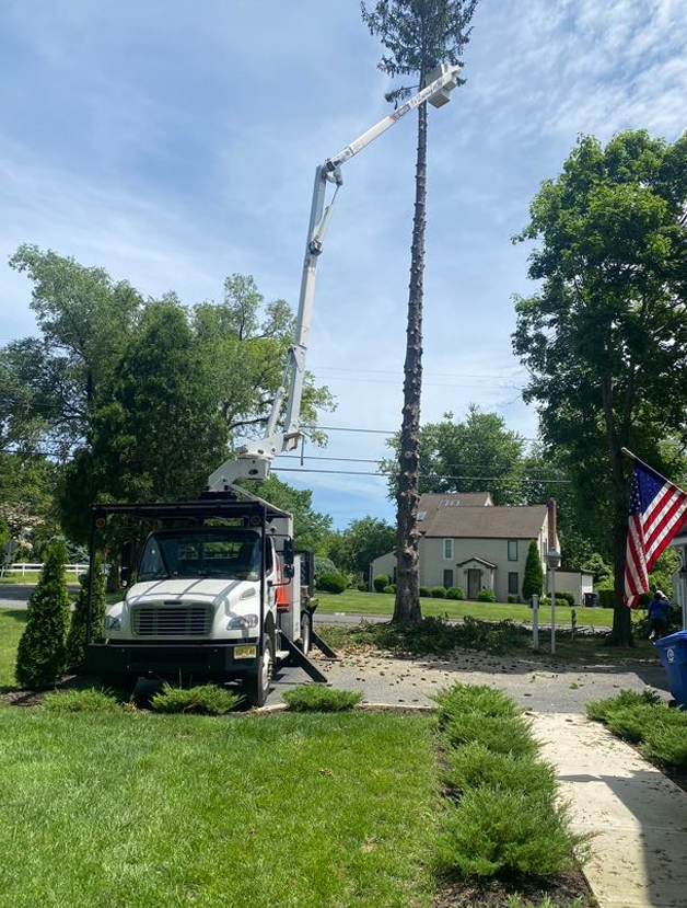 Bucket truck extended out taking down a large pine tree