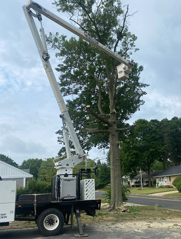 Bucket truck extended trimming tree branches